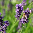 Wildes Gebrumme im Lavendel