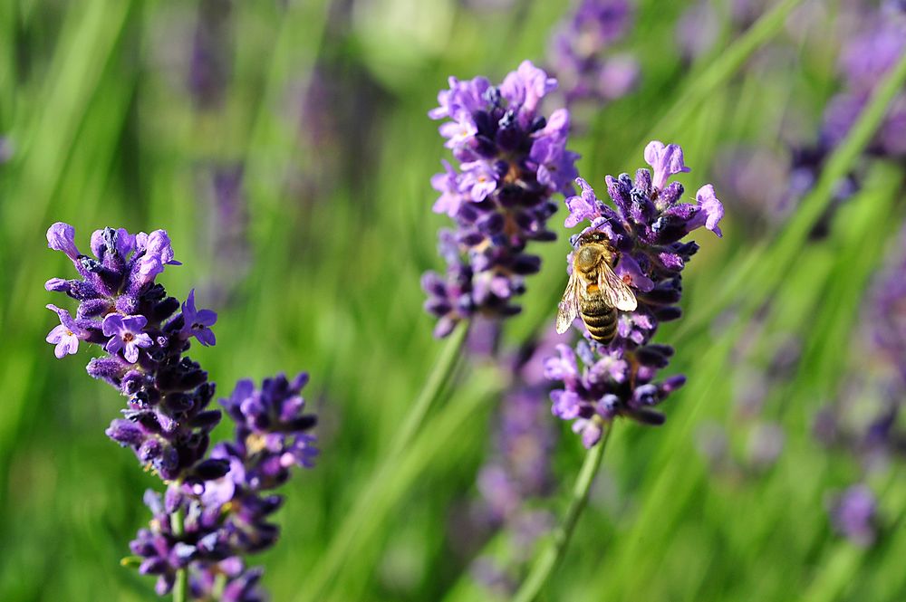 Wildes Gebrumme im Lavendel