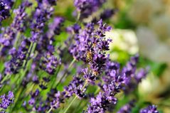 Wildes Gebrumme im Lavendel II