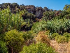 wildes gesträuch...