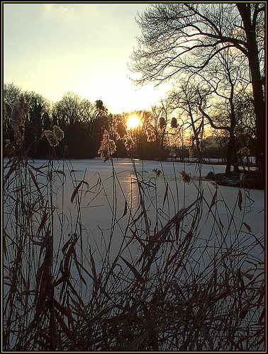 Wildes Gestrüpp