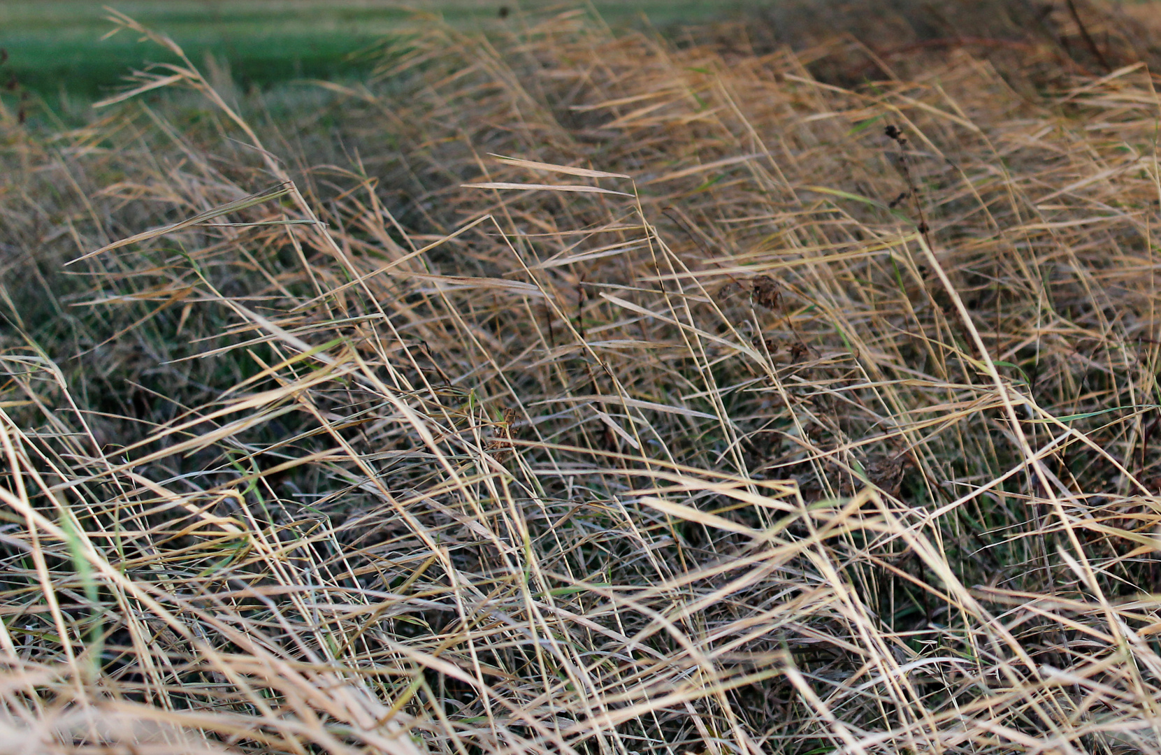 wildes Getreide am Elbufer