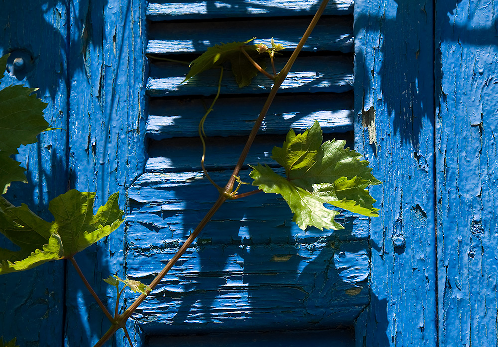 Wildes Grün auf Blau....