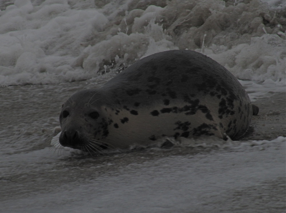 Wildes Helgoland!