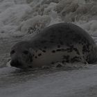 Wildes Helgoland!