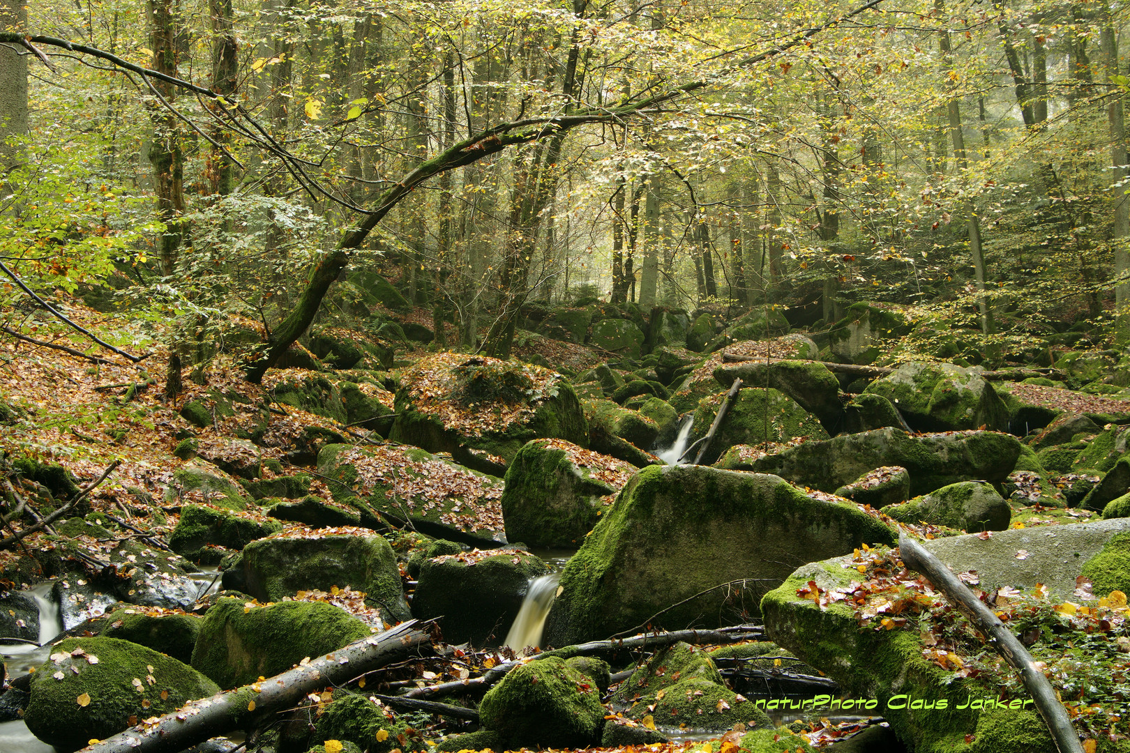 Wildes Höllbachtal