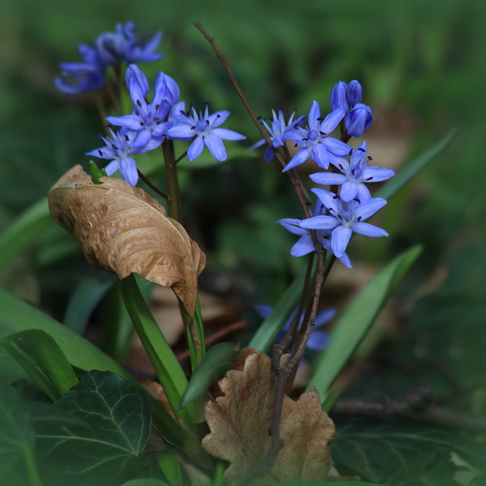 Wildes Ikebana im Wald!