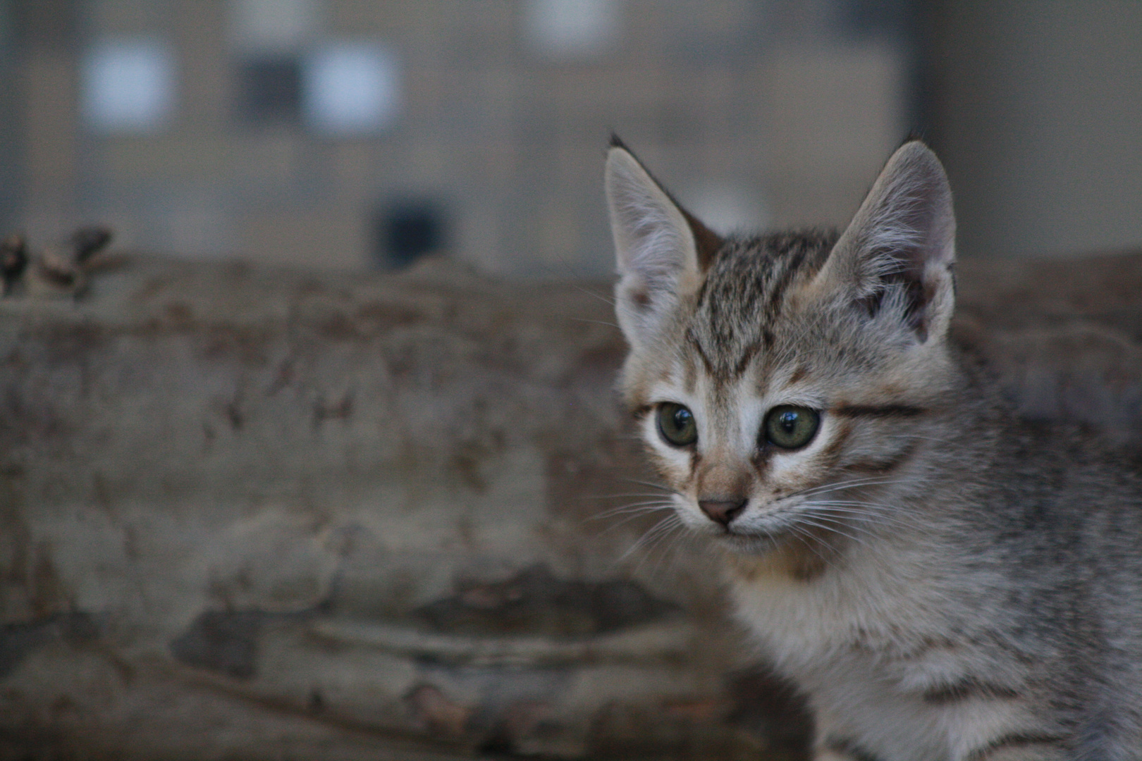 Wildes Katzenbaby