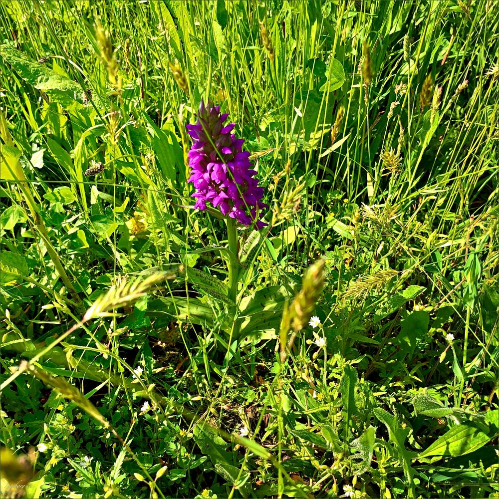 #  wildes „Knäblein" im Wiesengrund  #