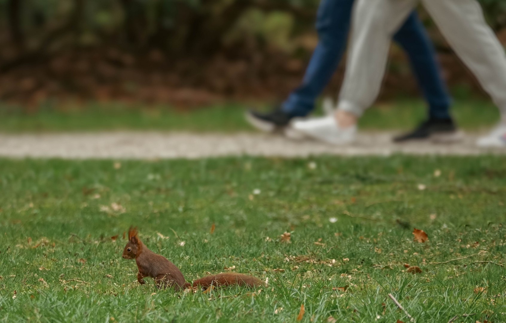 wildes Leben im Park 