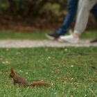 wildes Leben im Park 