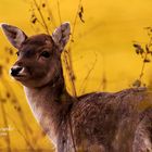 Wildes Leben im Wald