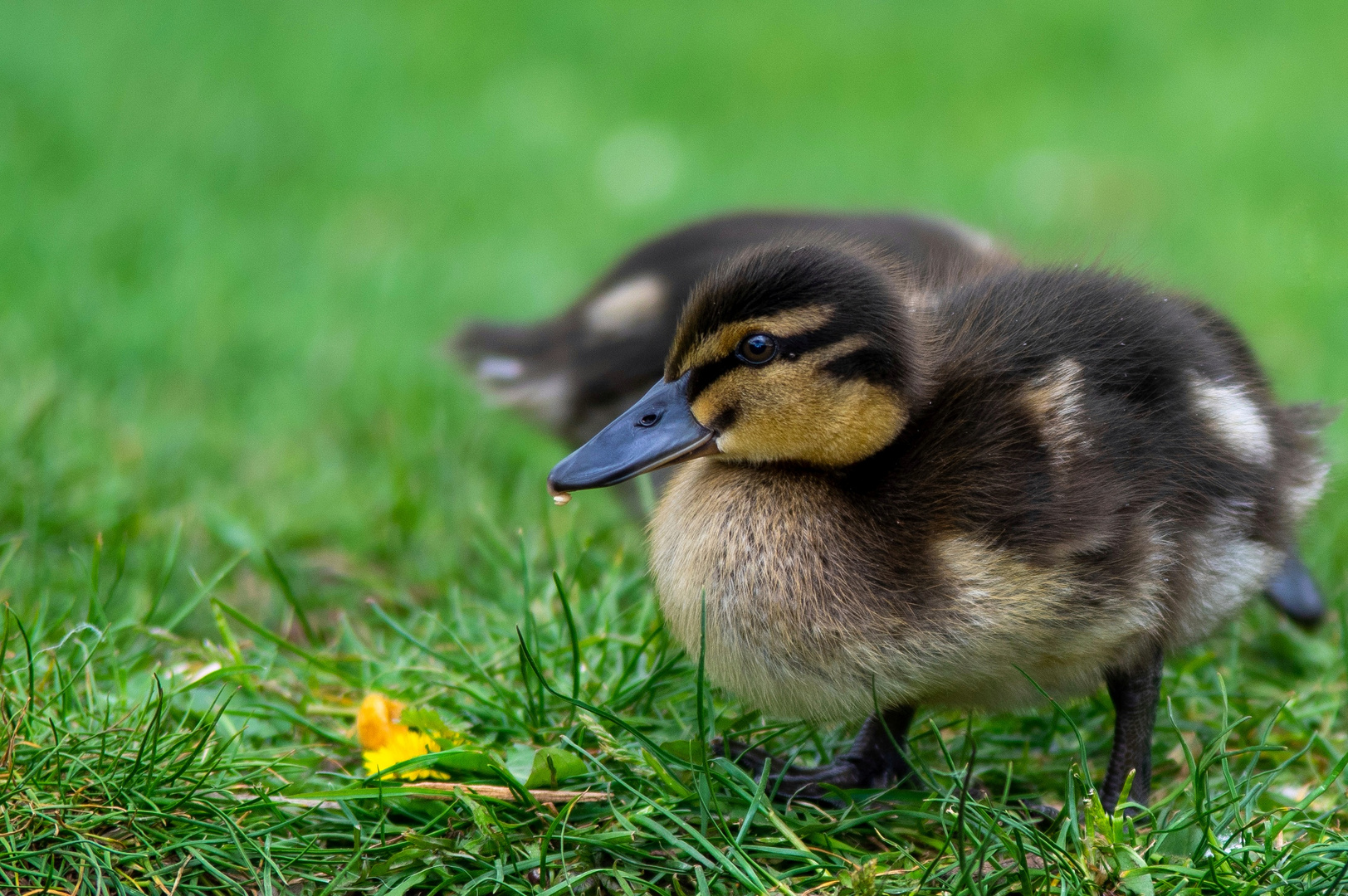 ...,,wildes Leben,,....im Schlosspark von Ahaus 