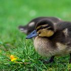 ...,,wildes Leben,,....im Schlosspark von Ahaus 