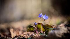 Wildes Leberblümchen aus dem Schwarzwald