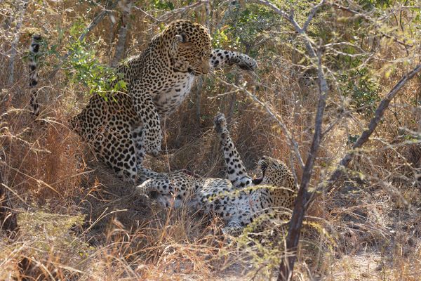 Wildes Liebesspiel der Leoparden