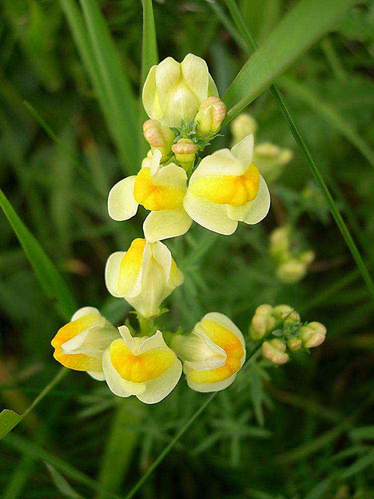 Wildes Löwenmäulchen