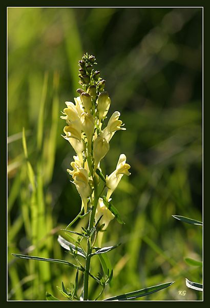 Wildes Löwenmäulchen