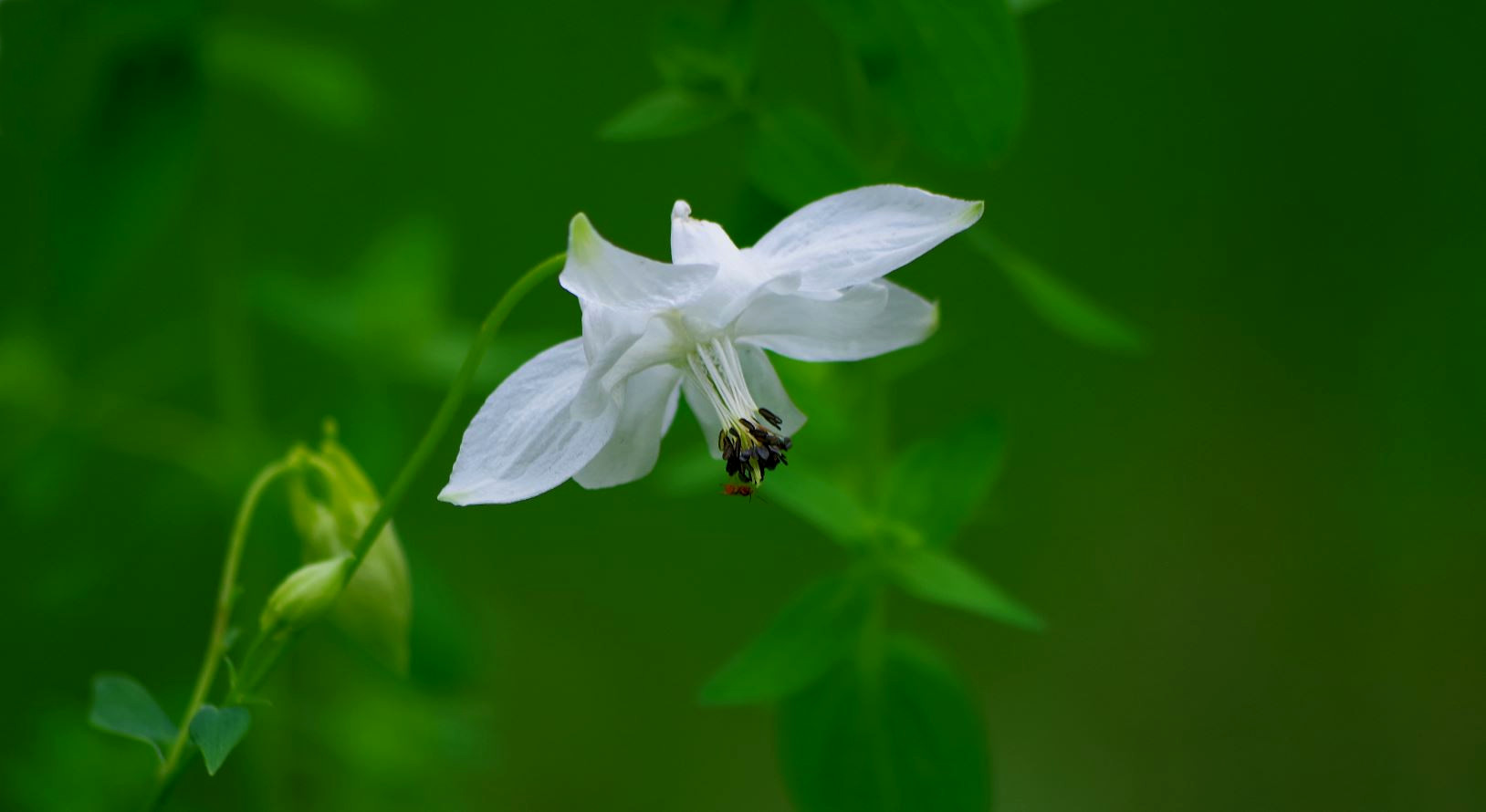 wildes Mittwochsblümchen