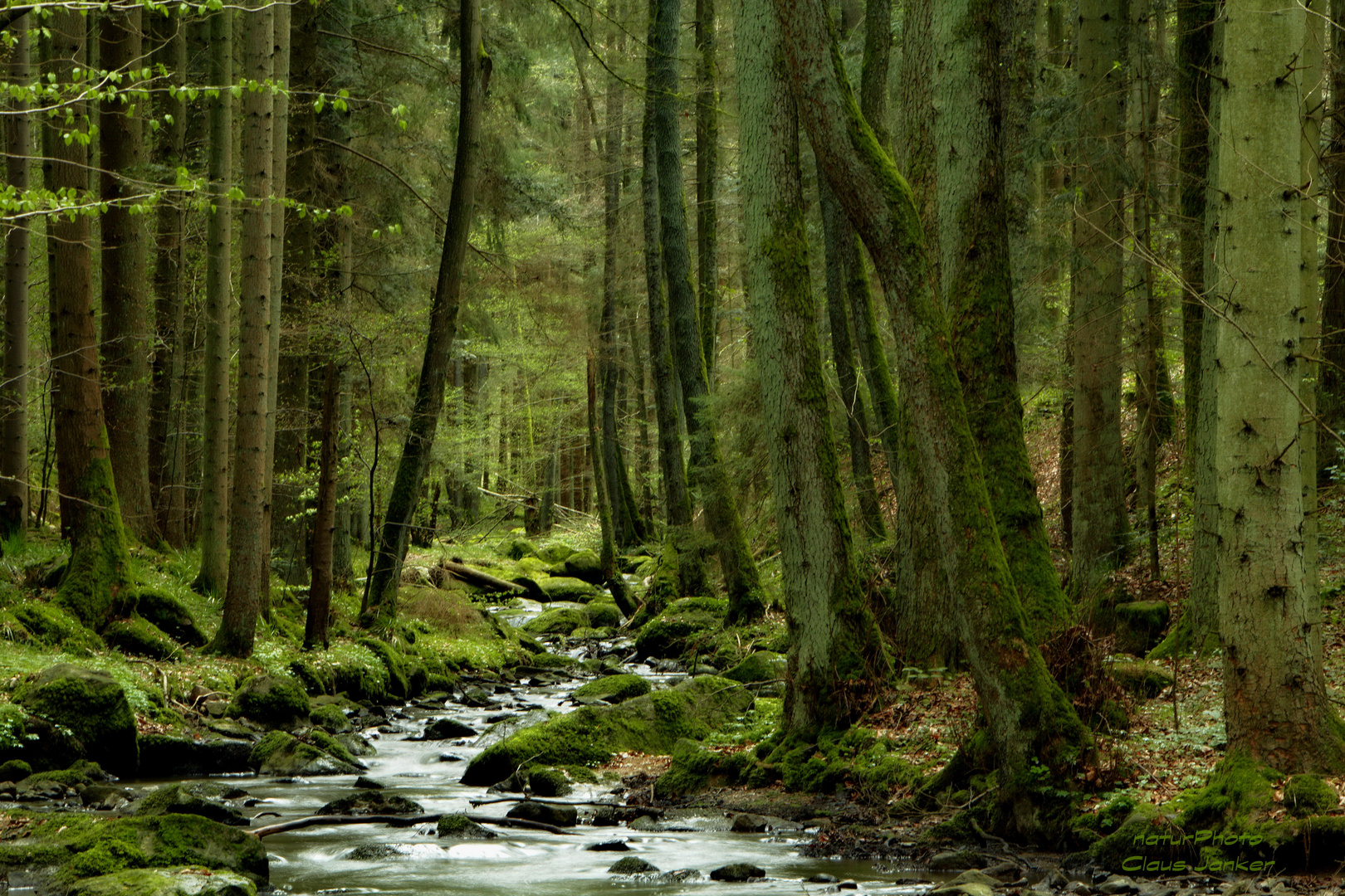 Wildes Otterbachtal