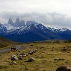 wildes Patagonien