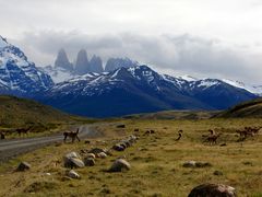wildes Patagonien