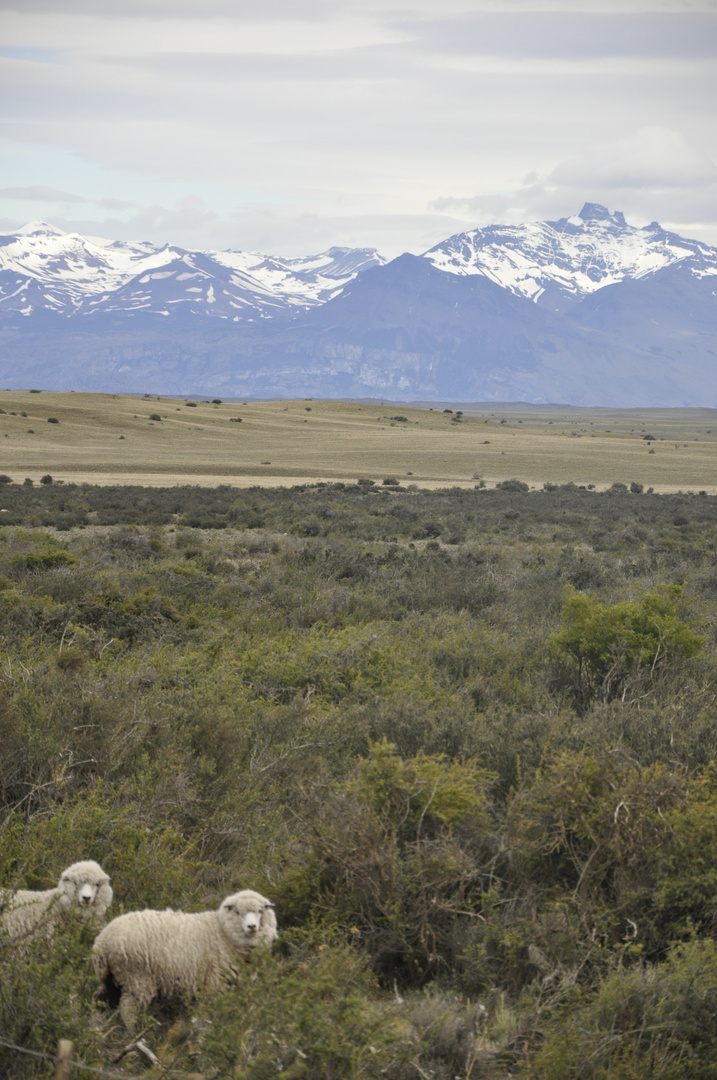 Wildes Patagonien