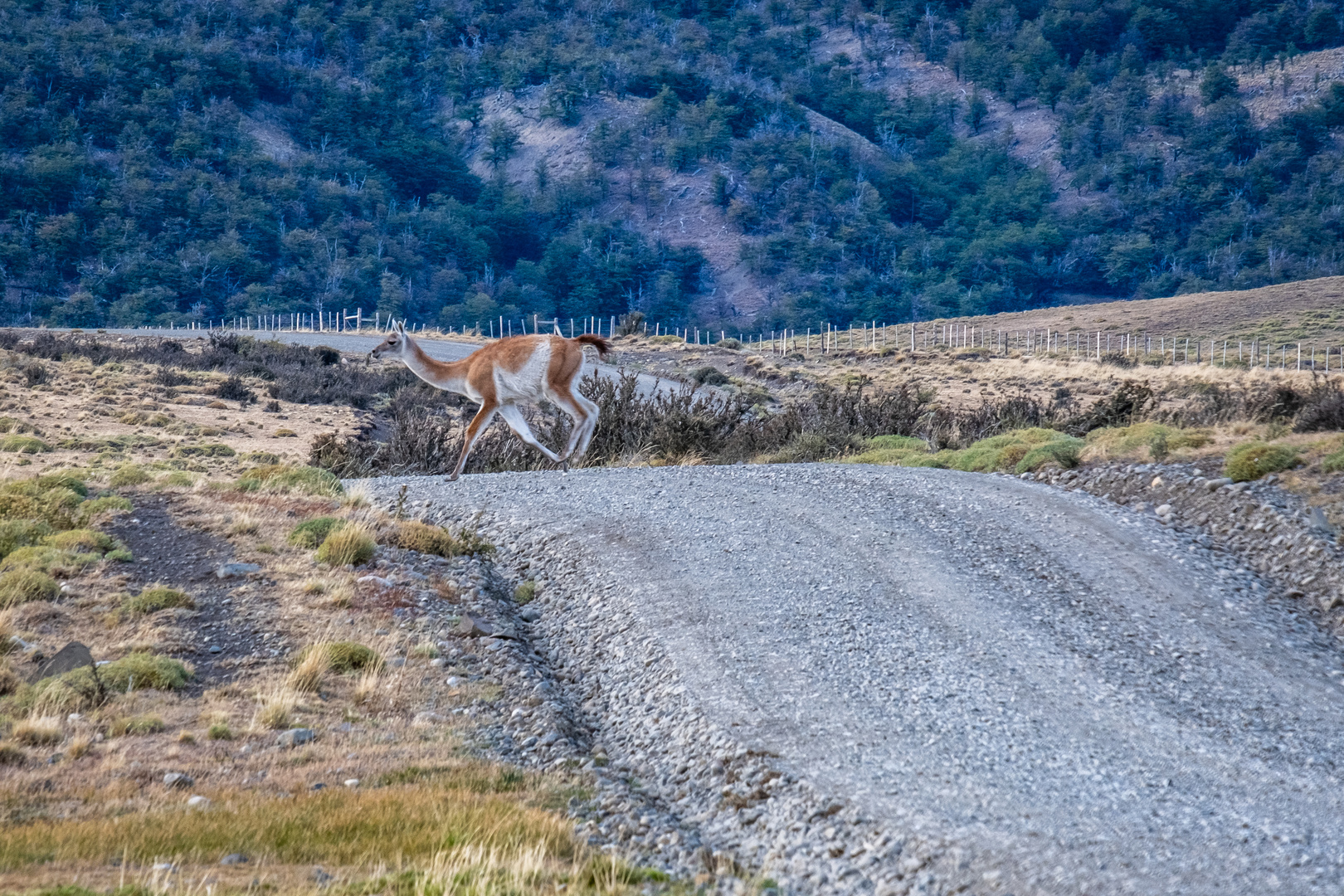 Wildes Patagonien loco