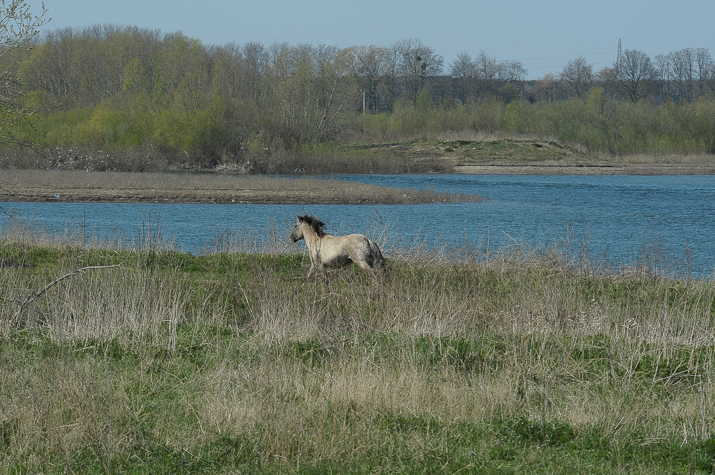 Wildes Pferd -Flusslandschaft bei Itteren (NL)