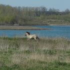 Wildes Pferd -Flusslandschaft bei Itteren (NL)