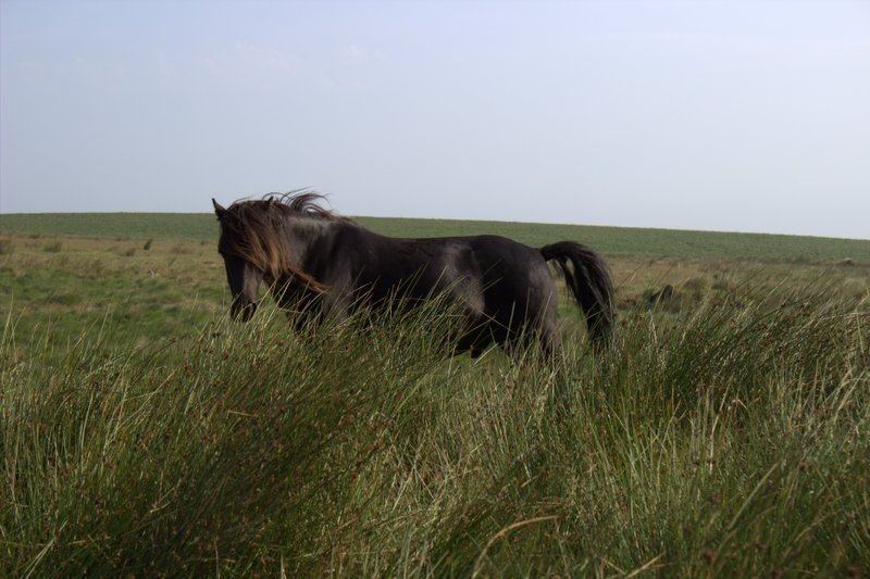 Wildes Pferd im Dartmoor