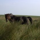 Wildes Pferd im Dartmoor