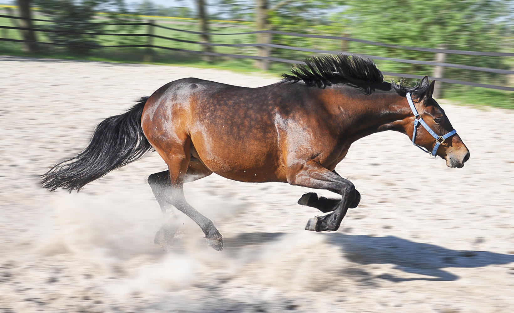 Wildes Pferd - so kennen wir ihn gar nicht!! Foto & Bild | tiere