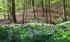 wildes Pilgern