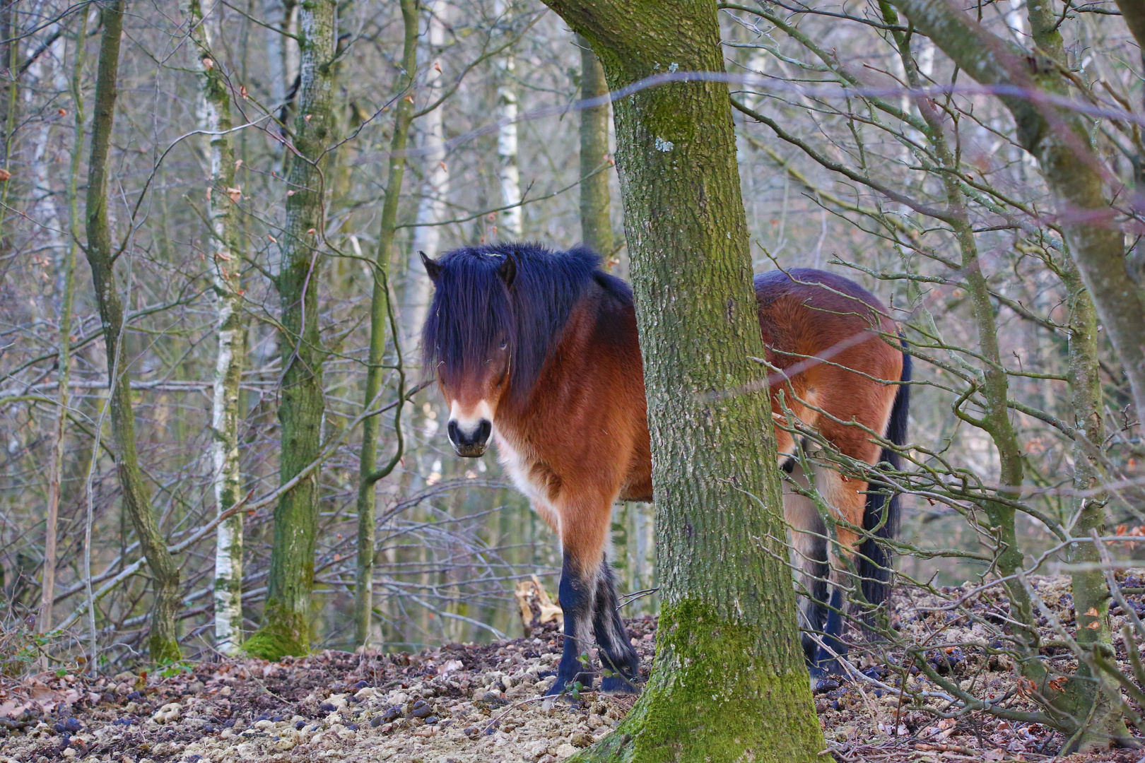 Wildes Pony
