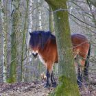 Wildes Pony