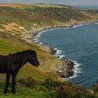 Wildes Pony auf Rame Head