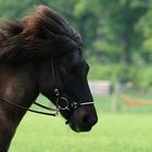 Wildes Pony Snorri