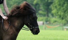 Wildes Pony Snorri