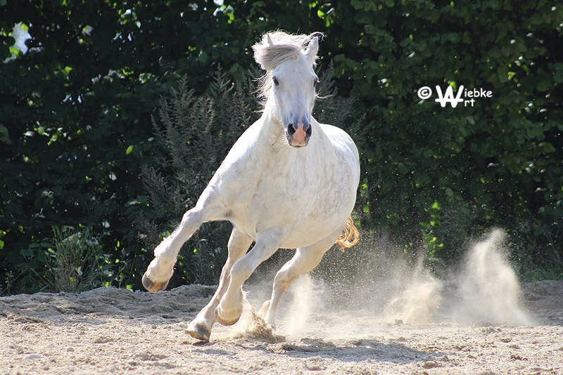 wildes Pony und wunderschön