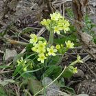 Wildes Primelchen (Schlüsselblume) II