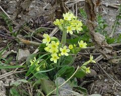 Wildes Primelchen (Schlüsselblume) II