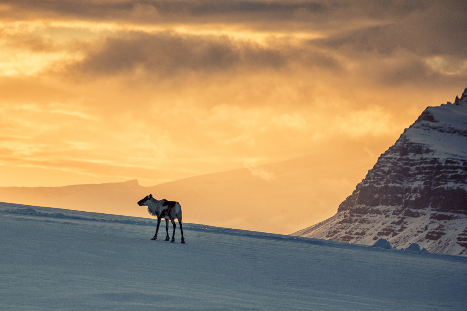 ...wildes Rentier im Sonnenuntergang...