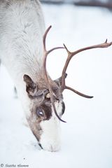 'wildes' Rentier in der Gegend von Tromsø in Norwegen