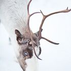 'wildes' Rentier in der Gegend von Tromsø in Norwegen