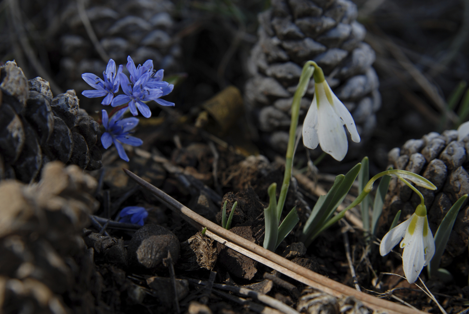 Wildes Schneeglöckchen - Galanthus plicatus