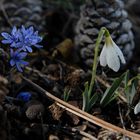 Wildes Schneeglöckchen - Galanthus plicatus