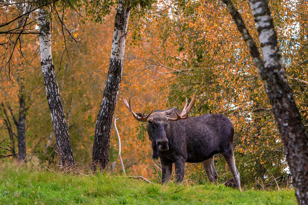 Wildes Schweden.