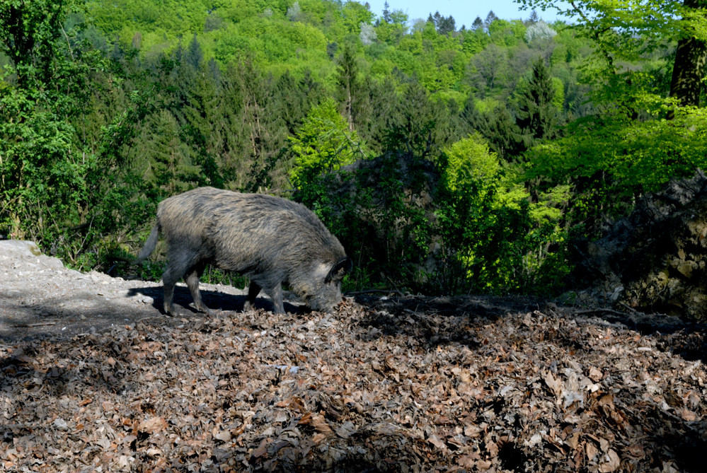 Wildes Schwein