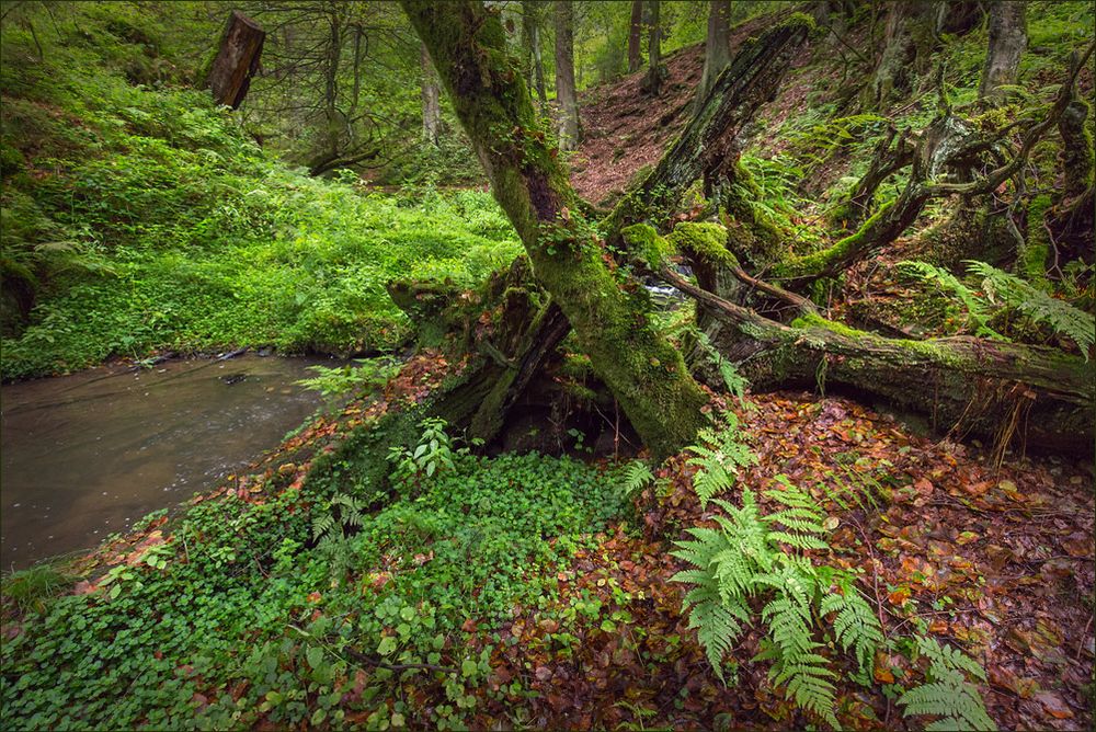 Wildes Silberbachtal